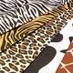 Leopard Leopard